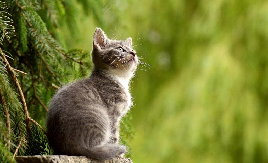 katze-natur katze-natur
